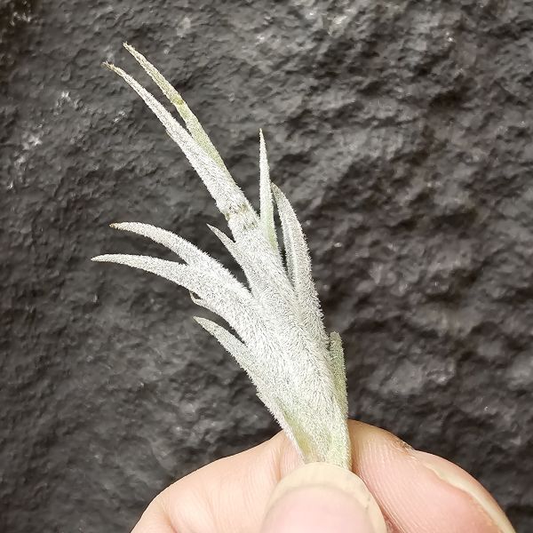 卡登西(眉刷)/Tillandsia Cardenasii(Europe) 