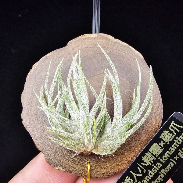 New~小矮人精靈×雞爪(精靈爪?)/Tillandsia ionantha Enano(Tropiflora) × glabrior~熱帶'小矮人精靈'與銀葉質感的'雞爪'交種，有點奇葩XD~叢生滿美、毛毛的~ 