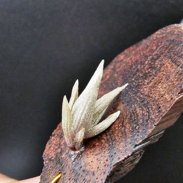小海螺/Tillandsia Peiranoi Red~重油耐用"降真木"板材 