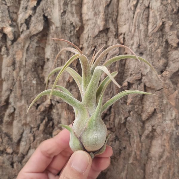 犀牛角×電捲燙/Tillandsia Seleriana × Streptophylla 