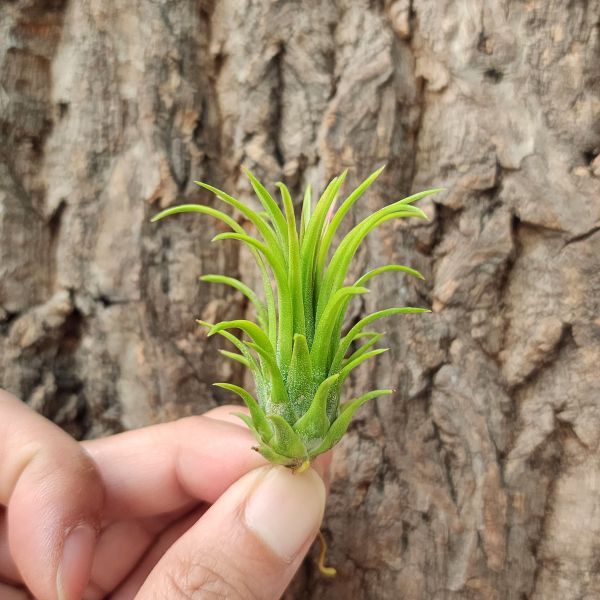 火焰&福果小精靈・特選/Tillandsia ionantha Fuego 