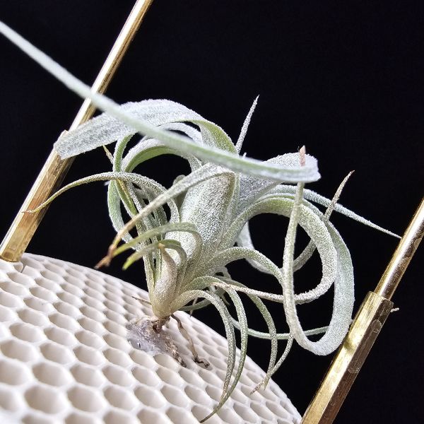 歐洲毛媳婦×電捲燙/Tillandsia xiphioides(Europe) × streptophllya~圖五、六較大植株參照！ 