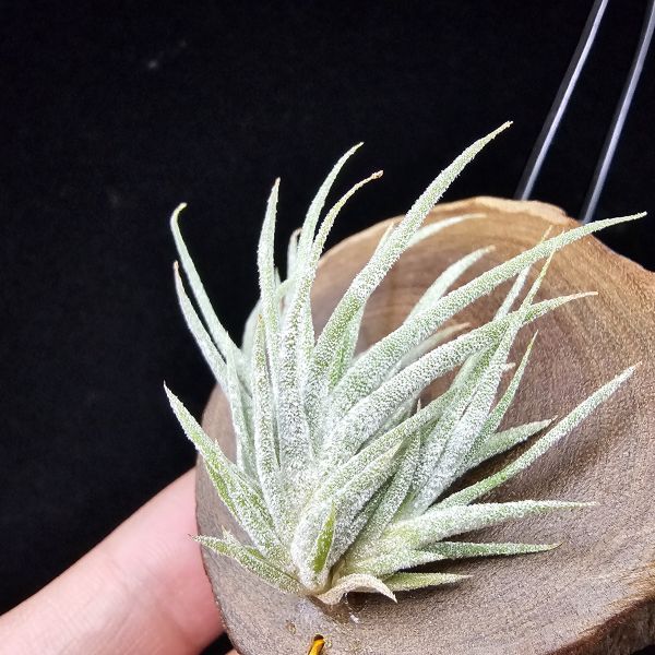 New~小矮人精靈×雞爪(精靈爪?)/Tillandsia ionantha Enano(Tropiflora) × glabrior~熱帶'小矮人精靈'與銀葉質感的'雞爪'交種，有點奇葩XD~叢生滿美、毛毛的~ 
