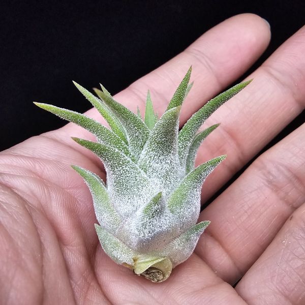New~小精靈V.多國花(雨林) × 長莖/Tillandsia ionantha v. stricta(RFI) × ionantha v. van-hyningii~有葫身、厚實質感毛，圖四為成株參照。 