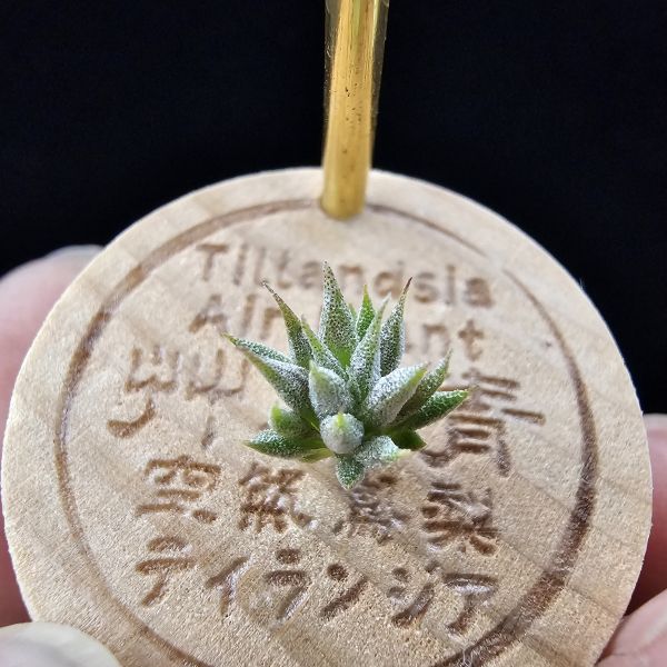 榛果精靈紫星(新品、小尺寸)/Tillandsia ionantha Hazelnut Stiff Purple Star~特殊個體，光照穩定或溫差，植株會有點顯紫色，肉眼看較明顯、硬葉質感。 