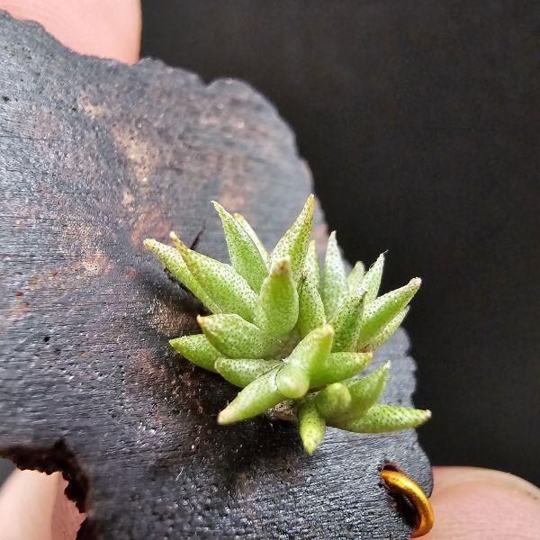 布雷爾利托西斯(叢生1母帶3芽)/Tillandsia brealitoensis~重油耐用"降真木"板材! 
