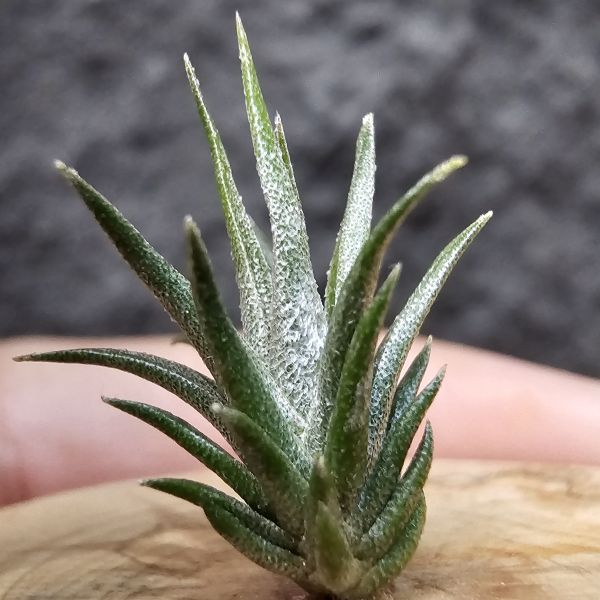 白天鵝 × 紅小犀牛/Tillandsia barfussii × pruinosa 
