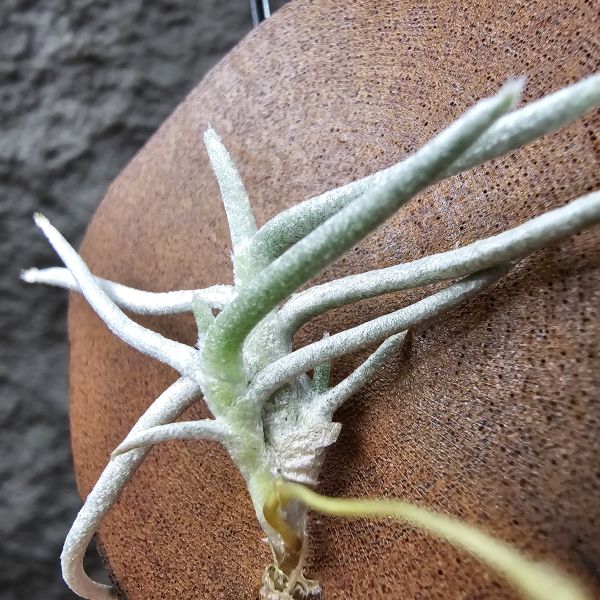 莫利斯(皆帶芽)/Tillandsia mollis~相當雪白的品種~已帶到非常強健好養的植株，以往剛進口並不好照顧。 