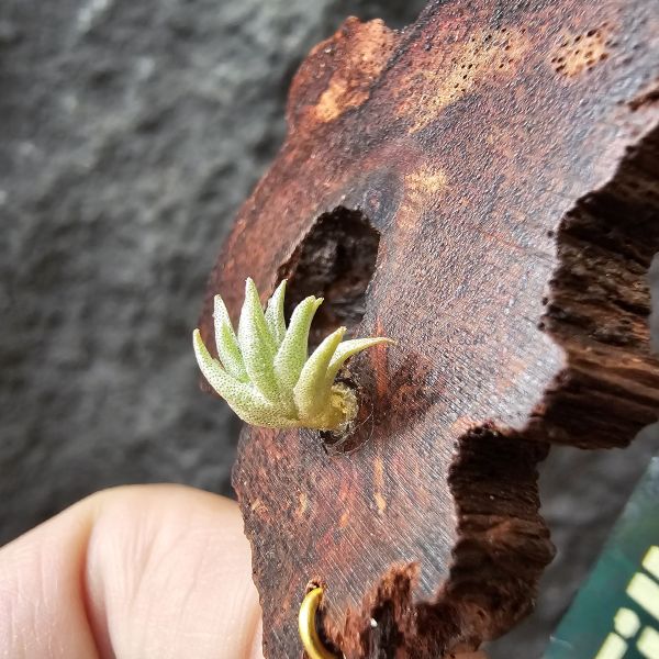 P燒(正版P燒！！！)Tillandsia Piauiensis(Europe) 