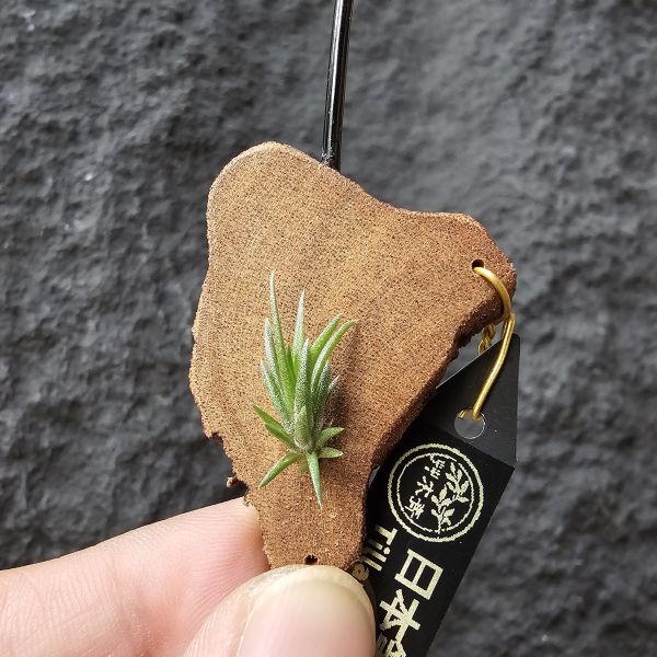 日本第一~小小型、易叢生/Tillandsia Neglecta 