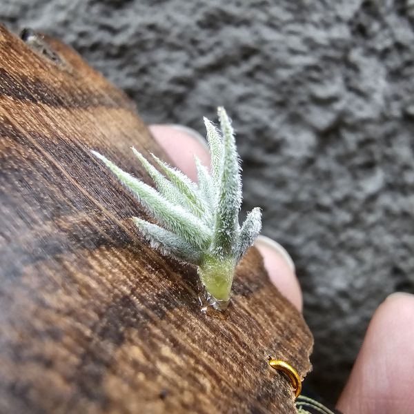 毛腸(小型)/Tillandsia Santiagoensis~較一般毛腸小型的個體，圖五參考母株 