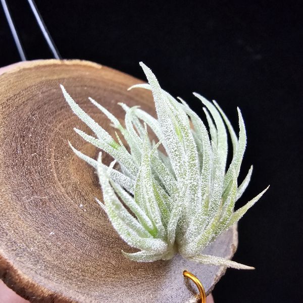 New~小矮人精靈×雞爪(精靈爪?)/Tillandsia ionantha Enano(Tropiflora) × glabrior~熱帶'小矮人精靈'與銀葉質感的'雞爪'交種，有點奇葩XD~叢生滿美、毛毛的~ 