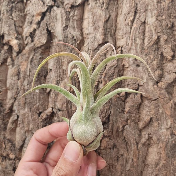 犀牛角×電捲燙/Tillandsia Seleriana × Streptophylla 