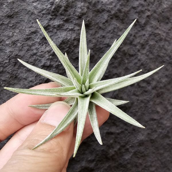 白翼/Tillandsia didisticha 