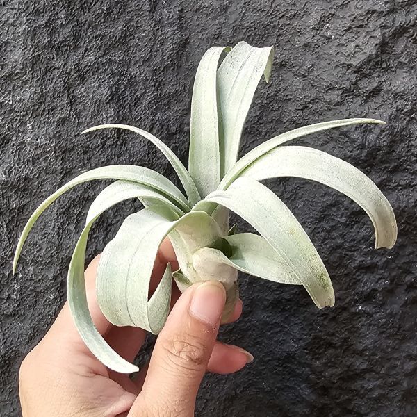 椰林魅影/Tillandsia Coconut Grove 