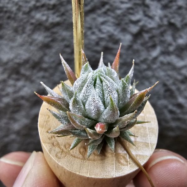 歐洲榛果(特殊)/Tillandsia ionantha Hazelnut (Europe) 