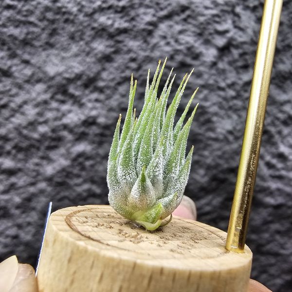 花生米小精靈(早期)/Tillandsia ionantha peanut 