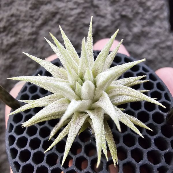 長莖minor×雨林AP/Tillandsia ionantha van-hyningii minor × ionantha Apretado(RFI) 