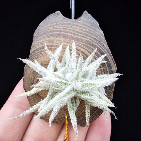 矮種粗糠/Tillandsia paleacea Enano(Europe) 