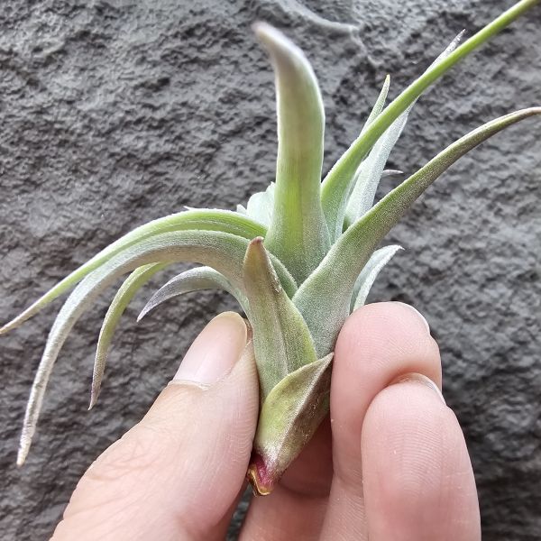 歐洲綠兔/Tillandsia edithae green(Europe) 