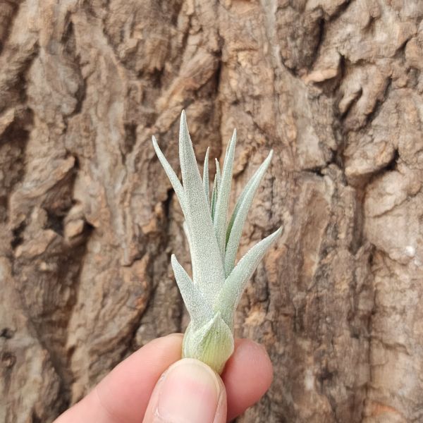 橘色花×薄紗/Tillandsia Recurvifolia × Gardneri 