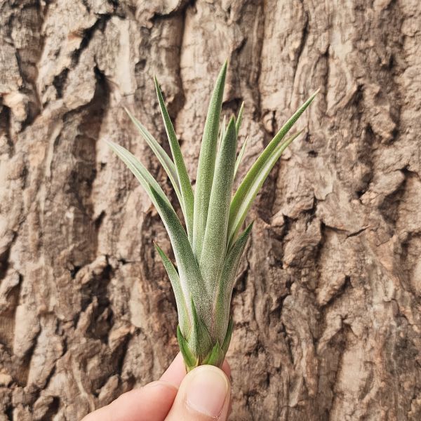 妮菟絲/Tillandsia Nidus 