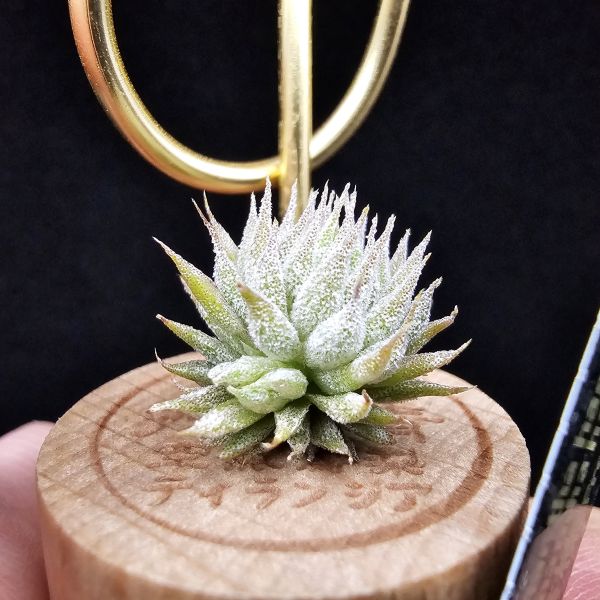 榛榛(中尺寸正要冒2芽)/Tillandsia ionantha haselnuss(RFI) × ionantha haselnuss(KK) 