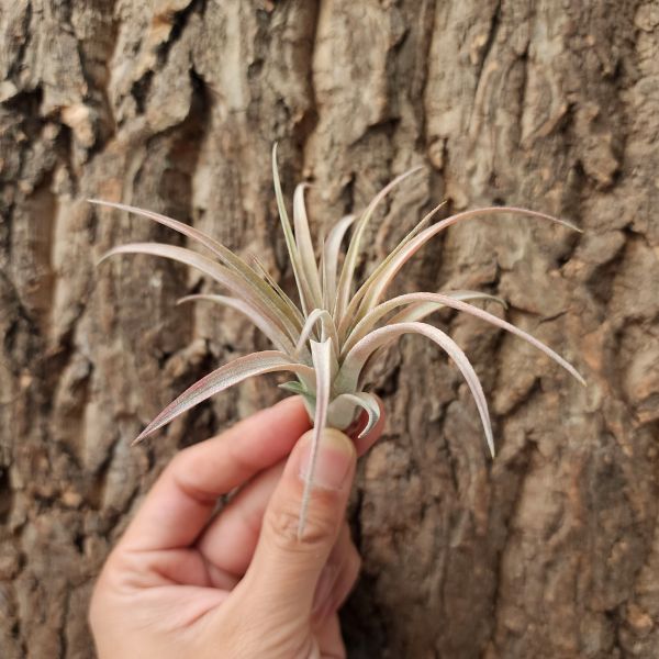 瑪雅/Tillandsia Maya 