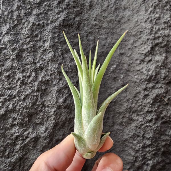 小精靈×女王頭(首輪芽)/Tillandsia ionantha × caput-medusae 