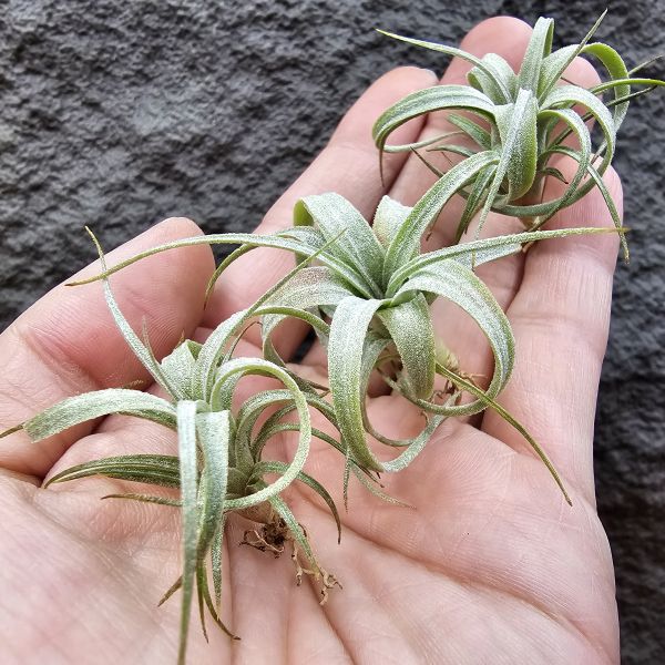 歐洲毛媳婦×電捲燙(不挑株，較大尺寸)/Tillandsia xiphioides(Europe) × streptophllya~隨成長有媳婦的長莖感，特別的是葉片表現因電捲基因限水後而變薄下卷，成了毛感包子的型態。圖四五為較大植株參考。 