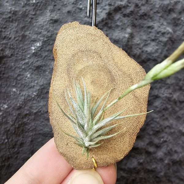 草皮變異・捷克(成株)/Tillandsia tricholepis var. macrophylla(CZ) 