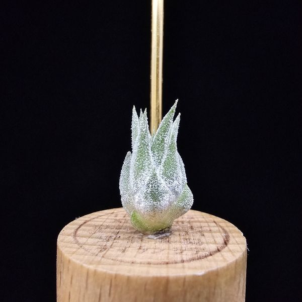 薰衣草小精靈(夏威夷)/Tillandsia ionantha Hawaiian Lavender 