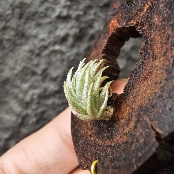 P燒(正版P燒！超可愛…)Tillandsia Piauiensis(Europe) 