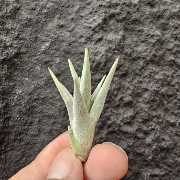 拉美拉/Tillandsia ramellae 