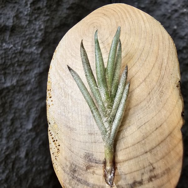 歐洲卡畢/Tillandsia capillaris(Europe) 