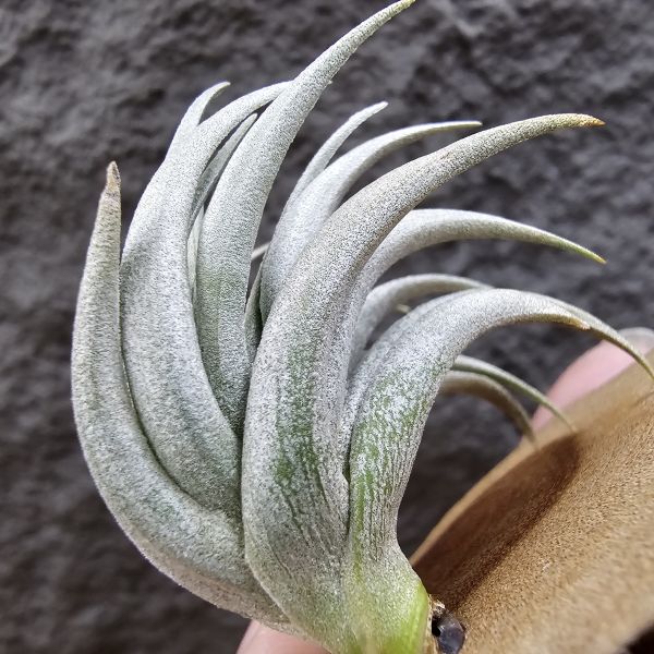 原種卡蜜拉(稀)/Tillandsia carminea(Europe)~正卡蜜拉，與野採個體是不同的品項也較罕見！ 