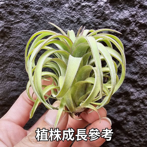 艾瑞克×全紅小精靈(首輪芽)/Tillandsia Eric knobloch × ionantha Rubra~限水會下卷、葉緣滾紅邊為特色 