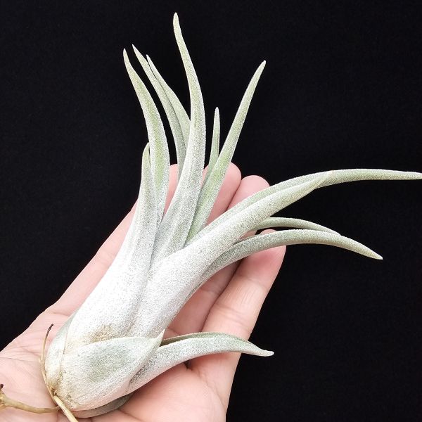 銀飾品(熱帶)首輪大肥芽/Tillandsia Silver Trinket(Tropiflora) 