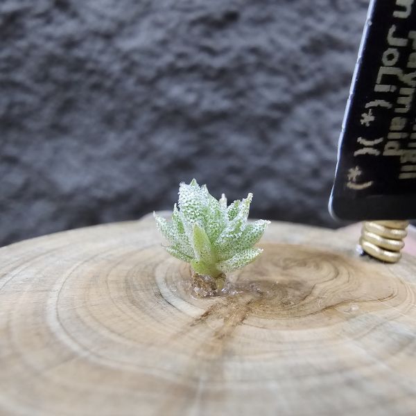 長莖小型 × 金字塔/Tillandsia ionantha v. vanhyningii Small Form × ionantha Pyramid 