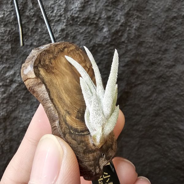 子彈(小型種)/Tillandsia mitlaensis 