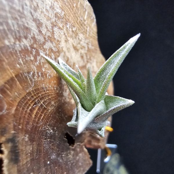 侏儒毒藥/Tillandsia Latifolia Enano Red 