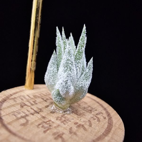 薰衣草小精靈(夏威夷)/Tillandsia ionantha Hawaiian Lavender 