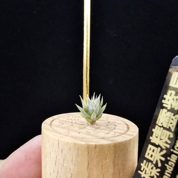 榛果精靈紫星(新品、小尺寸)/Tillandsia ionantha Hazelnut Stiff Purple Star~特殊個體，光照穩定或溫差，植株會有點顯紫色，肉眼看較明顯、硬葉質感。 