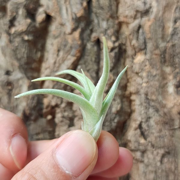 蓓米喬(歐洲)/Tillandsia Bermejoensis(Europe) 
