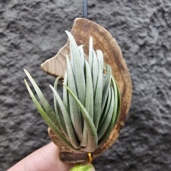 Tillandsia tenuifolia var. saxicola(M+尺寸)紫水晶變異型態較小型個體，與T.tenuifolia Bronze Tip很相似，以來源名稱為主，T.tenuifolia的個體也相當多變，實際上有無個體差異也不好判別，此品未曾見開花過！側上木會呈勾勾的型態相當漂亮！ 
