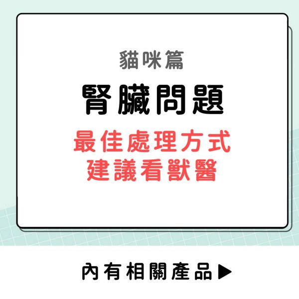 腎臟問題-貓咪篇 