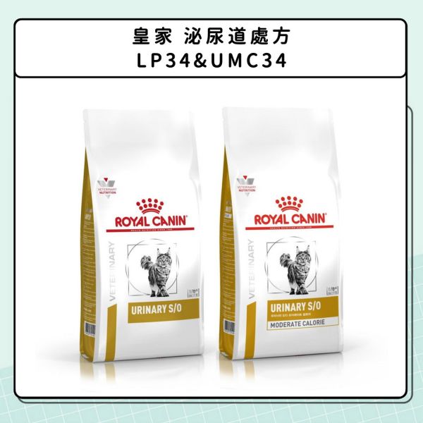 泌尿問題-貓咪篇 