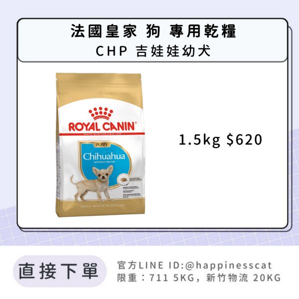 法國皇家 CHP 吉娃娃幼犬 1.5kg 