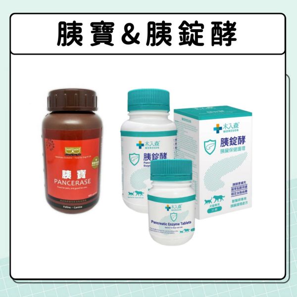 胰臟問題-貓咪篇 