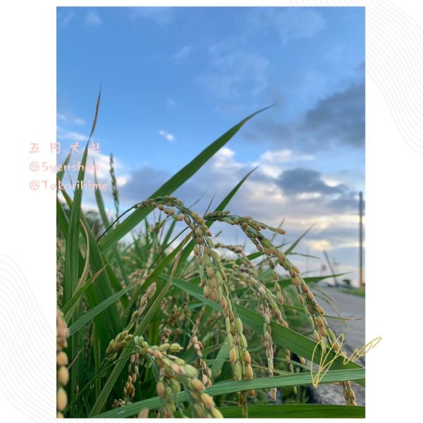 用心米舖-有機越光米[10包一組團購免運費] 有機米,天然無農藥,無化肥